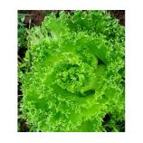 Гранд Рапидс семена салата раннего 250-300 гр. (GL Seeds)
