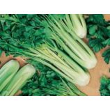 Триумф семена сельдерея черешкового среднего 125-130 дн. 60-65 см (GL Seeds)