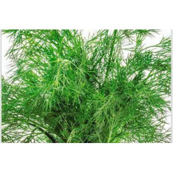 Супердукат семена укропа среднего 35-45 дн. темн.-зел. (GL Seeds)