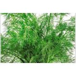 Супердукат семена укропа среднего 35-45 дн. темн.-зел. (GL Seeds)
