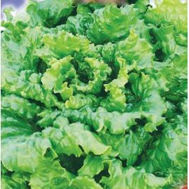 Ева семена салата кочанного среднего 400-500 гр. (GL Seeds)