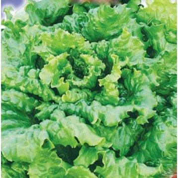 Ева семена салата кочанного среднего 400-500 гр. (GL Seeds)