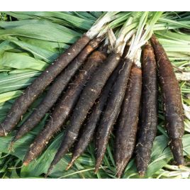 Дуплекс семена скорцонеры (черный корень) (GL Seeds)
