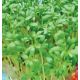 Пикантный семена кресс-салата (GL Seeds)