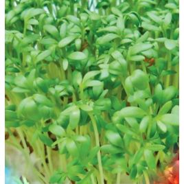 Пикантный семена кресс-салата (GL Seeds)
