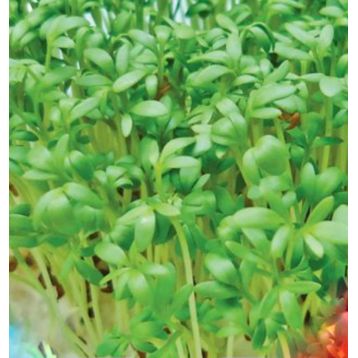 Пикантный семена кресс-салата (GL Seeds)
