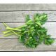 Нежный семена сельдерея листового (GL Seeds)