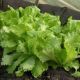 Азарт семена салата листового раннего 40 дн. 125-140 гр. зел. (GL Seeds)