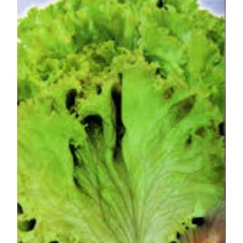 Изумрудный семена салата раннего 45-50 дн. зел. (GL Seeds)