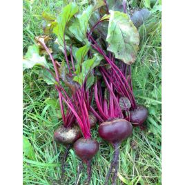 Фаворитка семена свеклы столовой средней 105-115 дн. до 500 гр. окр. (GL Seeds)