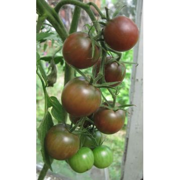 Блек черри семена томата индет черри раннего 15-35 гр вишн (GL Seeds)
