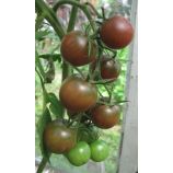 Блек черри семена томата индет черри раннего 15-35 гр вишн (GL Seeds)