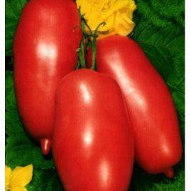 Варвара семена томата индет среднего 150-250 гр слив роз (GL Seeds)