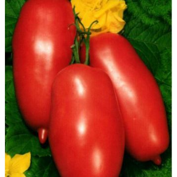 Варвара семена томата индет среднего 150-250 гр слив роз (GL Seeds)