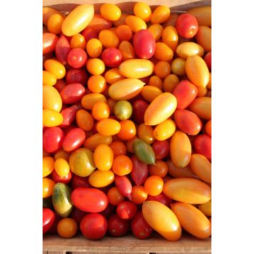 Вишневый коктейль томата индет черри раннего Микс (GL Seeds)