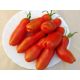 Забава семена томата индет среднего 100-150 гр цилиндр 12-17 см (GL Seeds)