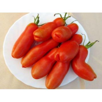 Забава семена томата индет среднего 100-150 гр цилиндр 12-17 см (GL Seeds)