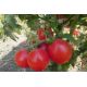 Зинуля семена томата дет раннего 80-85 дн 250-300 гр роз (GL Seeds)