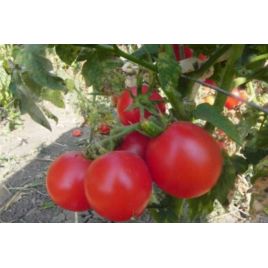 Зинуля семена томата дет раннего 80-85 дн 250-300 гр роз (GL Seeds)
