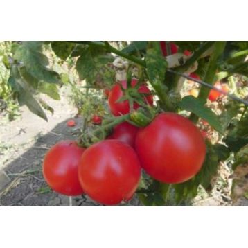 Зинуля семена томата дет раннего 80-85 дн 250-300 гр роз (GL Seeds)
