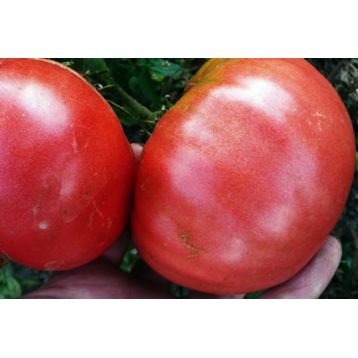 Король-гигант семена томата индет среднего 100-115 дн окр 600-800 гр (GL Seeds)