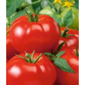 Кума семена томата индет среднего 110-118 дн окр 500-600 гр (GL Seeds)