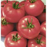 Малиновый мишка семена томата индет среднего 85-100 дн окр-припл 250-400 гр роз (GL Seeds)