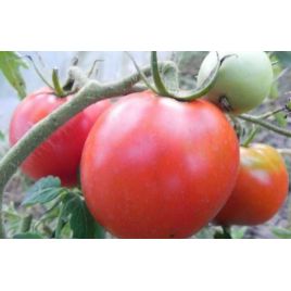 Машенька семена томата индет раннего 92-94 дн окр 400-600 гр (GL Seeds)