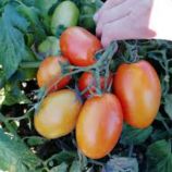 Ред Хантер семена томата дет раннего слив 90-100 гр (GL Seeds)