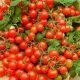 Ред Черри семена томата индет черри раннего 80-85 дн окр 20-25 гр (GL Seeds)