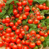 Ред Черри семена томата индет черри раннего 80-85 дн окр 20-25 гр (GL Seeds)