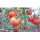 Розовый рафаэлло семена томата индет среднего окр 200-220 гр роз (GL Seeds)