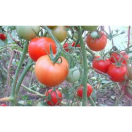Розовый рафаэлло семена томата индет среднего окр 200-220 гр роз (GL Seeds)