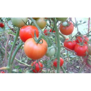 Розовый рафаэлло семена томата индет среднего окр 200-220 гр роз (GL Seeds)