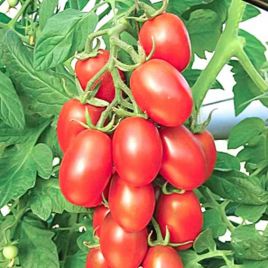 Сахарная слива семена томата полудет раннего 95-100 дн слив 100-120 гр (GL Seeds)