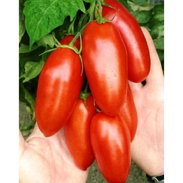 Страусиное яйцо семена томата индет окр-удлин 200-250 гр (GL Seeds)
