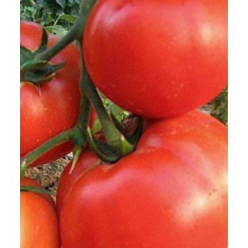 Король Королей семена томата индет.среднего 110-120 дн. 300-1000г (Семена Украины)
