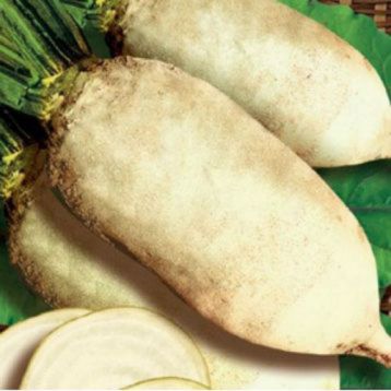 Свекла кормовая Центаур Поли
