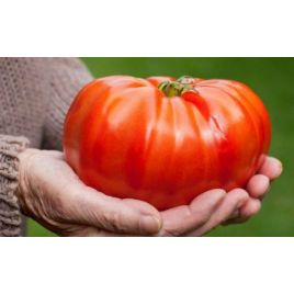 Гигант Новикова семена томата индет. раннего 300-350 гр. роз. (Элитный ряд)