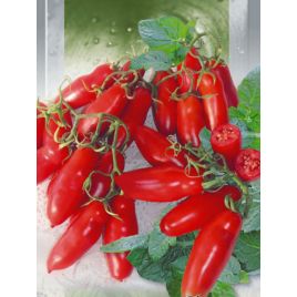 Черевички семена томата индет среднего цилиндр 100-150 гр (GL Seeds)