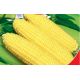 Парус F1 семена кукурузы сахарной ранней 80-100 дн 20-22 см (GL Seeds)