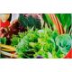 Японская зелень семена салата смесь (GL Seeds)