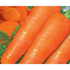 Сластена F1 семена моркови Флакке средней 75-90 дн 18-20 см 80-150 гр (GL Seeds)