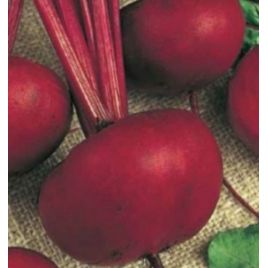 Кросби семена свеклы средней 102-120 дн. окр. 300-450 гр. (GL Seeds)