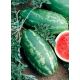 Роял Маджести семена арбуза раннего 75-80 дн. овал. 8-11 кг (GL Seeds)