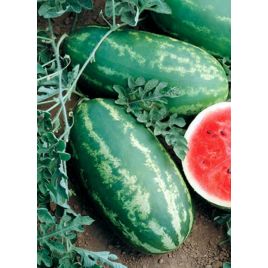 Роял Маджести семена арбуза раннего 75-80 дн овал 8-11 кг (GL Seeds)