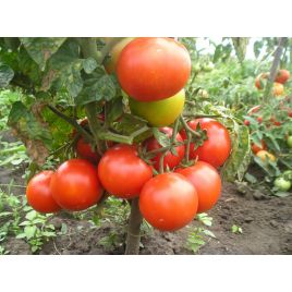 Чайка семена томата дет. раннего 98-108 дн. окр. 80-110 гр. (GL Seeds)