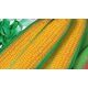 Дебют F1 семена кукурузы сахарной ранней 70-80 дн 17-20 см (GL Seeds)
