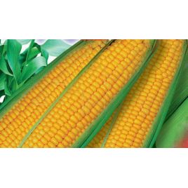 Дебют F1 семена кукурузы сахарной ранней 70-80 дн 17-20 см (GL Seeds)