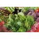 Итальянский вкус семена салата смесь (GL Seeds)
